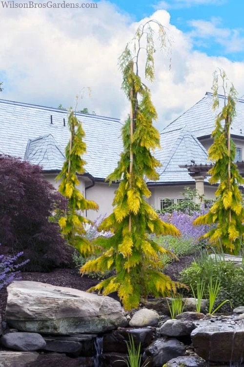 Filip's Golden Tears Lawson Cypress - 1 Gallon Pot 3 Filip's Golden Tears Lawson Cypress - 1 Gallon Pot