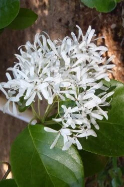 Tokyo Tower Chinese Fringe Tree (Chionanthus Retusus) - 7 Gallon Pot (4-5') 13 Tokyo Tower Chinese Fringe Tree (Chionanthus Retusus) - 7 Gallon Pot (4-5') -Plant Outlet Store chionanthus retusus tokyo tower chinese fringe tree 4 2