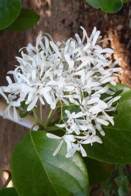 Tokyo Tower Chinese Fringe Tree (Chionanthus Retusus) - 7 Gallon Pot (6-7') 6 Tokyo Tower Chinese Fringe Tree (Chionanthus Retusus) - 7 Gallon Pot (6-7') - Image 4