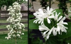 Tokyo Tower Chinese Fringe Tree (Chionanthus Retusus) - 7 Gallon Pot (5-6') 14 Tokyo Tower Chinese Fringe Tree (Chionanthus Retusus) - 7 Gallon Pot (5-6') -Plant Outlet Store chionanthus retusus tokyo tower chinese fringe tree 6 1