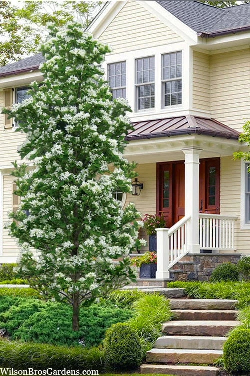 Tokyo Tower Chinese Fringe Tree (Chionanthus Retusus) - 7 Gallon Pot (5-6') 3 Tokyo Tower Chinese Fringe Tree (Chionanthus Retusus) - 7 Gallon Pot (5-6')