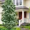 Tokyo Tower Chinese Fringe Tree (Chionanthus Retusus) - 7 Gallon Pot (6-7') 2 Tokyo Tower Chinese Fringe Tree (Chionanthus Retusus) - 7 Gallon Pot (6-7') -Plant Outlet Store chionanthus retusus tokyo tower chinese fringe tree 7