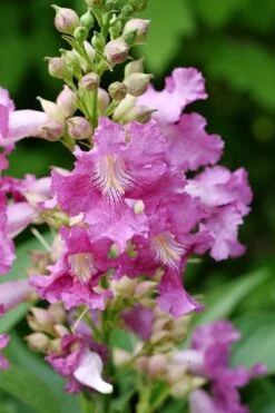 El Nino Desert Orchid (Chitalpa) - 3 Gallon Pot -Plant Outlet Store chitalpa el nino desert orchid 2