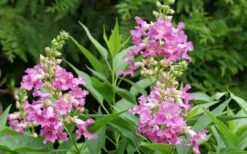 El Nino Desert Orchid (Chitalpa) - 3 Gallon Pot -Plant Outlet Store chitalpa el nino desert orchid 3