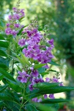 El Nino Desert Orchid (Chitalpa) - 3 Gallon Pot -Plant Outlet Store chitalpa el nino desert orchid 6