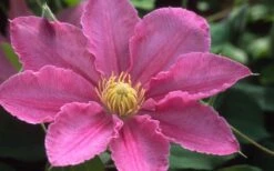 Abilene Clematis - 1 Gallon Pot -Plant Outlet Store clematis abilene 12