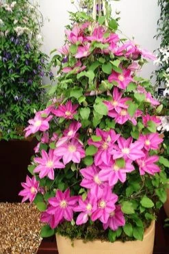 Abilene Clematis - 1 Gallon Pot -Plant Outlet Store clematis abilene 13