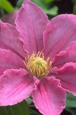 Abilene Clematis - 1 Gallon Pot -Plant Outlet Store clematis abilene 500x750 1