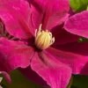 Acropolis Clematis - 1 Gallon Pot 1 Acropolis Clematis - 1 Gallon Pot -Plant Outlet Store clematis acropolis 4