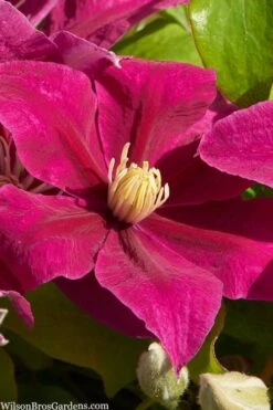 Plant Outlet Store 24 Acropolis Clematis - 1 Gallon Pot