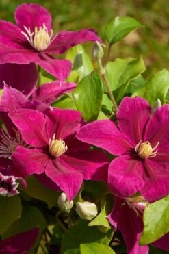 Acropolis Clematis - 1 Gallon Pot -Plant Outlet Store clematis acropolis 5