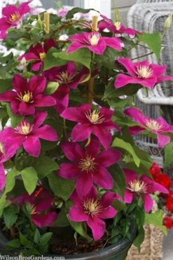 Acropolis Clematis - 1 Gallon Pot -Plant Outlet Store clematis acropolis 7