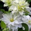 Arctic Queen Clematis - 1 Gallon Pot -Plant Outlet Store clematis arctic queen 10