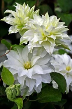 Plant Outlet Store 22 Arctic Queen Clematis - 1 Gallon Pot