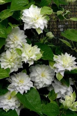 Arctic Queen Clematis - 1 Gallon Pot -Plant Outlet Store clematis arctic queen 12