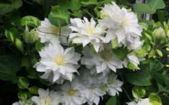 Arctic Queen Clematis - 1 Gallon Pot -Plant Outlet Store clematis arctic queen 5