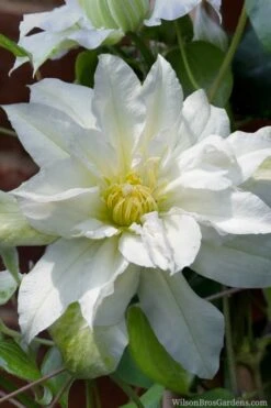 Arctic Queen Clematis - 1 Gallon Pot -Plant Outlet Store clematis arctic queen 8