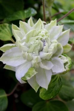 Arctic Queen Clematis - 1 Gallon Pot -Plant Outlet Store clematis arctic queen 9