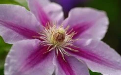 Bees Jubilee Clematis - 1 Gallon Pot -Plant Outlet Store clematis bees jubilee 10