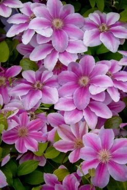 Bees Jubilee Clematis - 1 Gallon Pot -Plant Outlet Store clematis bees jubilee 13