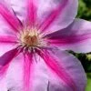 Bees Jubilee Clematis - 1 Gallon Pot -Plant Outlet Store clematis bees jubilee 2
