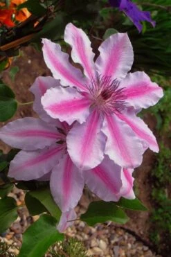 Bees Jubilee Clematis - 1 Gallon Pot -Plant Outlet Store clematis bees jubilee 5