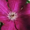 Cardinal Wyszynski Clematis - 1 Gallon Pot -Plant Outlet Store clematis cardinal wyszynski 9