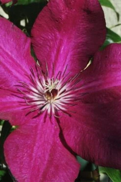 Plant Outlet Store 30 Cardinal Wyszynski Clematis - 1 Gallon Pot