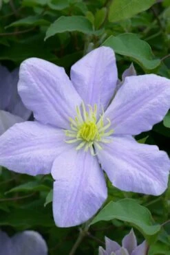 Chelsea Clematis - 1 Gallon Pot -Plant Outlet Store clematis chelsea 1
