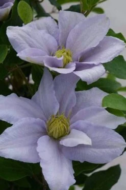 Chelsea Clematis - 1 Gallon Pot -Plant Outlet Store clematis chelsea 3