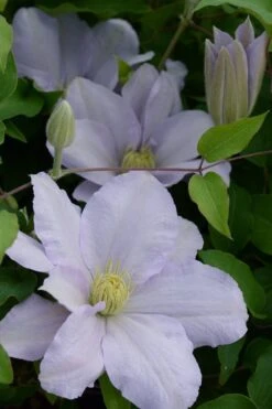 Chelsea Clematis - 1 Gallon Pot -Plant Outlet Store clematis chelsea 4