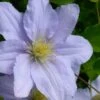 Chelsea Clematis - 1 Gallon Pot -Plant Outlet Store clematis chelsea 5