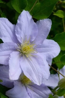 Plant Outlet Store 34 Chelsea Clematis - 1 Gallon Pot
