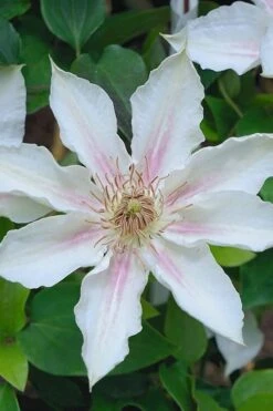 Corinne Clematis - 1 Gallon Pot -Plant Outlet Store clematis corinne 14
