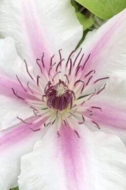 Corinne Clematis - 1 Gallon Pot -Plant Outlet Store clematis corinne 15