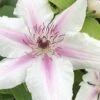 Corinne Clematis - 1 Gallon Pot -Plant Outlet Store clematis corinne 16