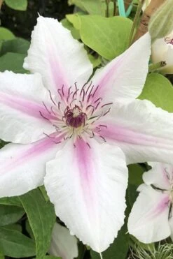 Plant Outlet Store 44 Corinne Clematis - 1 Gallon Pot