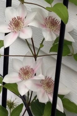 Corinne Clematis - 1 Gallon Pot -Plant Outlet Store clematis corinne 17