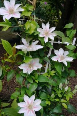 Corinne Clematis - 1 Gallon Pot -Plant Outlet Store clematis corinne 18