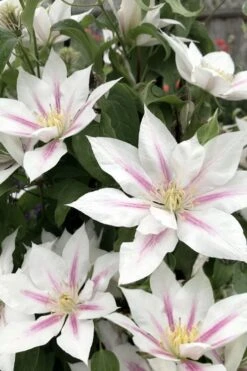 Corinne Clematis - 1 Gallon Pot -Plant Outlet Store clematis corinne 2