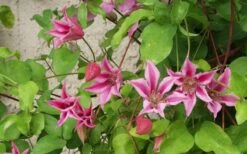 Duchess Of Albany Clematis - 1 Gallon Pot 16 Duchess Of Albany Clematis - 1 Gallon Pot -Plant Outlet Store clematis duchess of albany 6