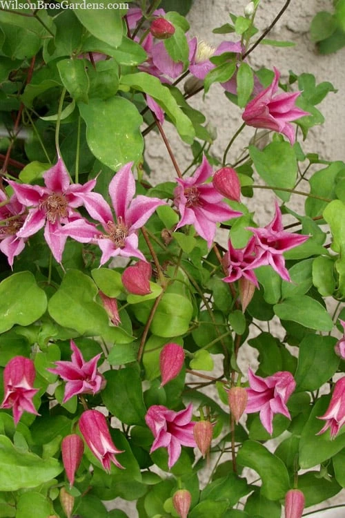 Duchess Of Albany Clematis - 1 Gallon Pot 8 Duchess Of Albany Clematis - 1 Gallon Pot - Image 6