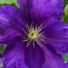 Duchess Of Cornwall Clematis- 1 Gallon Pot 2 Duchess Of Cornwall Clematis- 1 Gallon Pot -Plant Outlet Store clematis duchess of cornwall 3