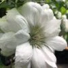 Duchess Of Edinburgh Clematis - 2 Gallon Pot -Plant Outlet Store clematis duchess of edinburgh 5