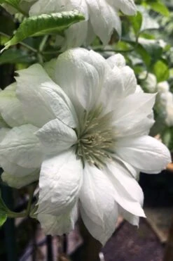 Plant Outlet Store 38 Duchess Of Edinburgh Clematis - 2 Gallon Pot