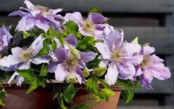 Filigree Clematis - 1 Gallon Pot -Plant Outlet Store clematis filigree 7