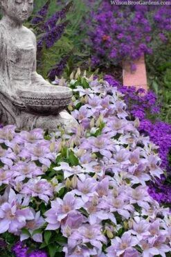 Filigree Clematis - 1 Gallon Pot -Plant Outlet Store clematis filigree 9