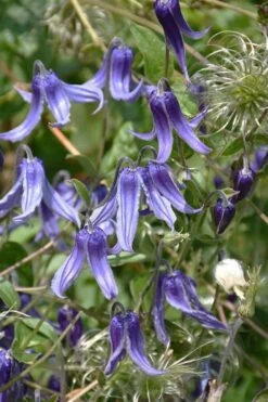 Clematis Integrifolia (Solitary Bush Clematis) - 1 Gallon Pot -Plant Outlet Store clematis integrifolia soiltary bush clematis 4