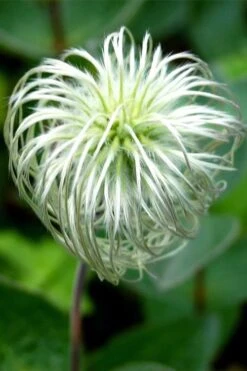 Clematis Integrifolia (Solitary Bush Clematis) - 1 Gallon Pot -Plant Outlet Store clematis integrifolia soiltary bush clematis 6