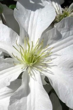 John Huxtable Clematis - 1 Gallon Pot 11 John Huxtable Clematis - 1 Gallon Pot -Plant Outlet Store clematis john huxtable 1